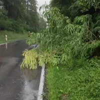 baum.jpg