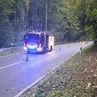 baum auf straße 1.jpeg