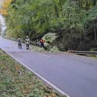 baum auf Straße 2.jpeg