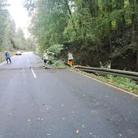 baum auf Straße.jpeg